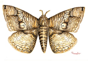 Real Owl Moth, Brahmaea Wallichii